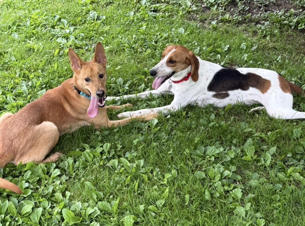 Enlarge Choo Choo, a ADOPTABLE mixed breed in Cleveland, OH image 4/5