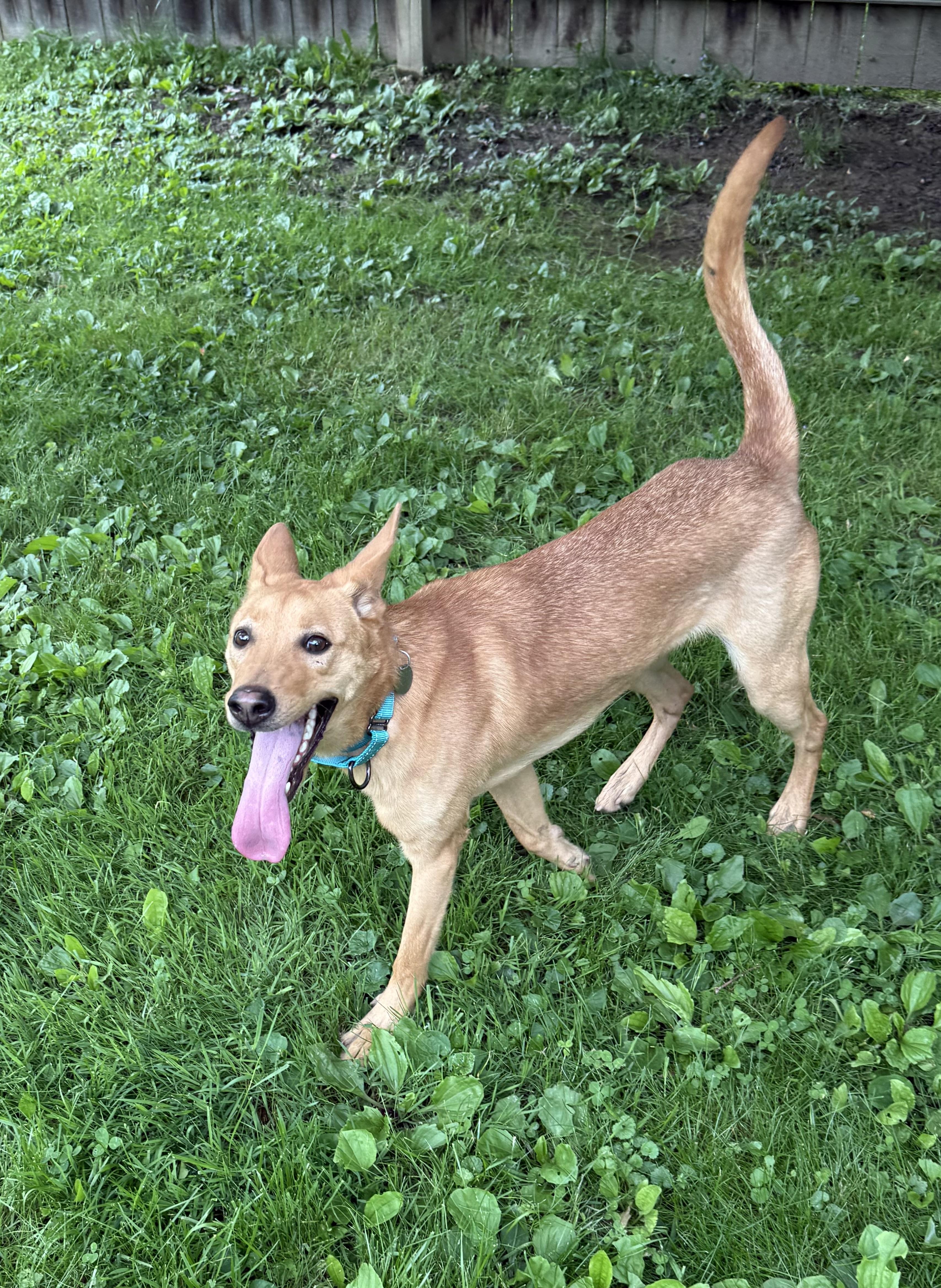 Enlarge Choo Choo, a ADOPTABLE mixed breed in Cleveland, OH image 3/5