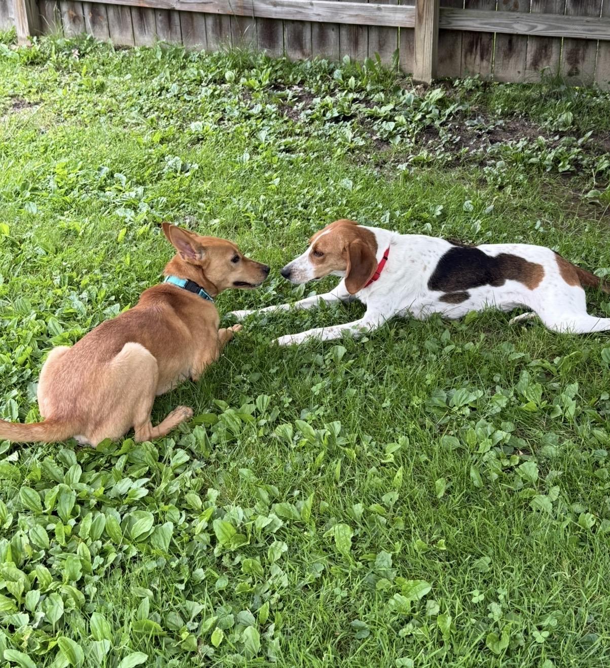 Enlarge Choo Choo, a ADOPTABLE mixed breed in Cleveland, OH image 5/5