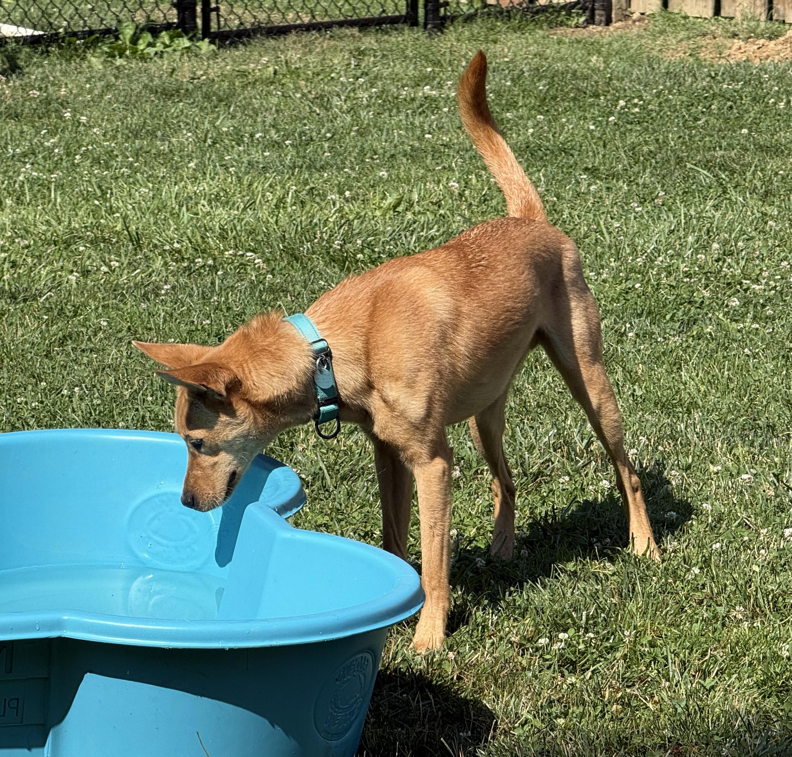 Choo Choo, a ADOPTABLE mixed breed in Cleveland, OH image 5/5