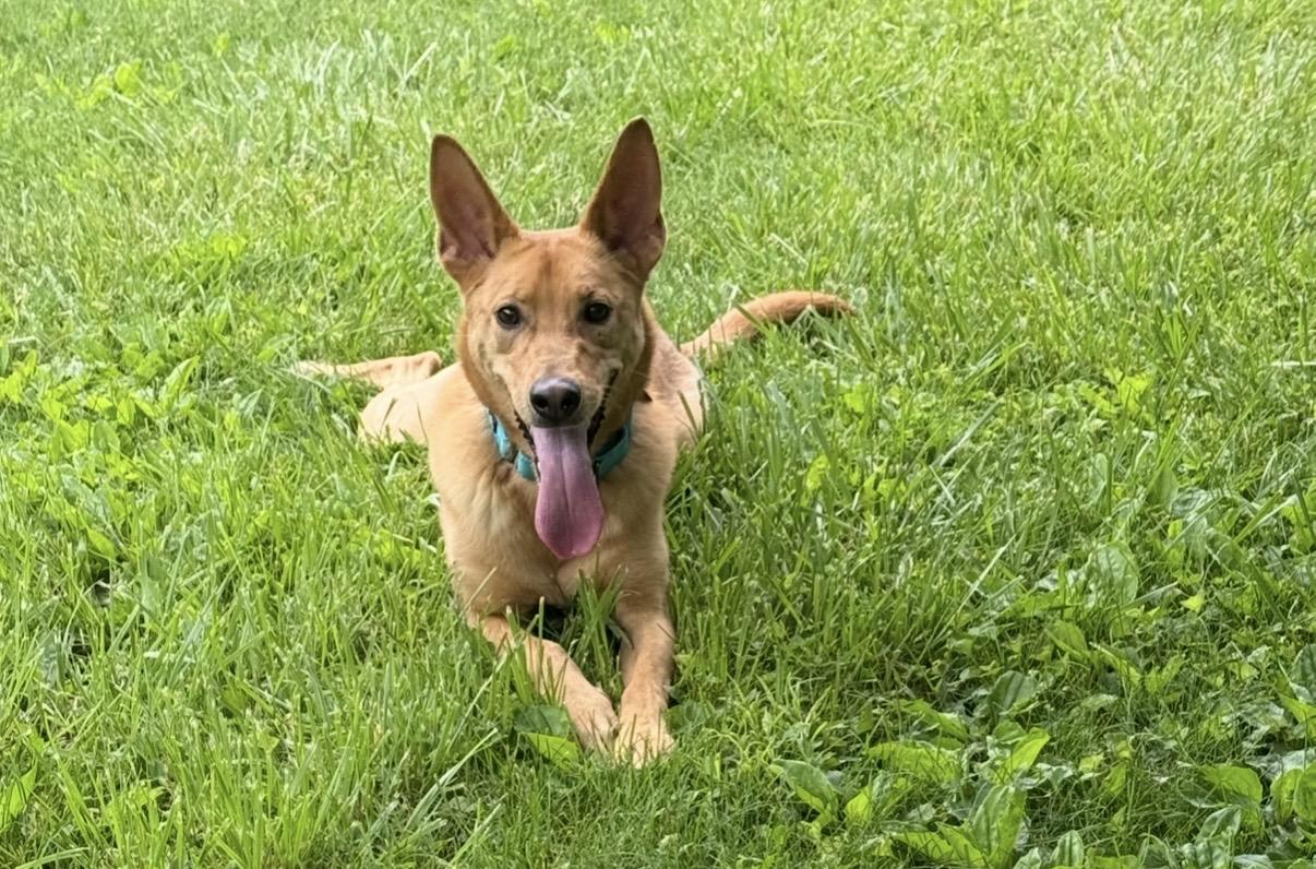Choo Choo, ADOPTABLE, Young Male German Shepherd Dog.