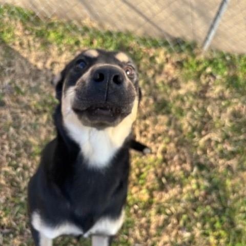 Enlarge Starfruit , a ADOPTABLE mixed breed in Fayetteville, AR image 3/5