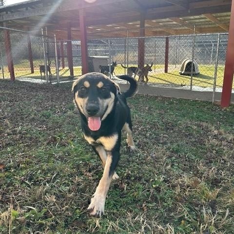 Enlarge Starfruit , a ADOPTABLE mixed breed in Fayetteville, AR image 4/5