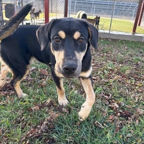Starfruit , ADOPTABLE, Young Female Shepherd.