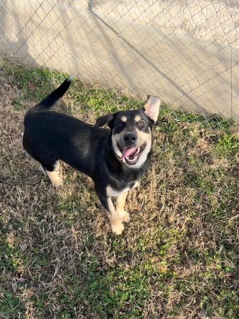 Enlarge Starfruit , a ADOPTABLE mixed breed in Fayetteville, AR image 2/5