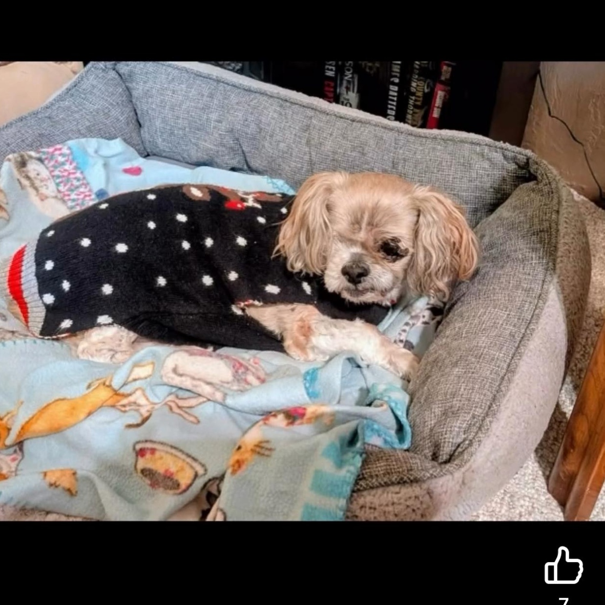 Charlie & Madison, ADOPTABLE, Senior Male Mixed Breed.