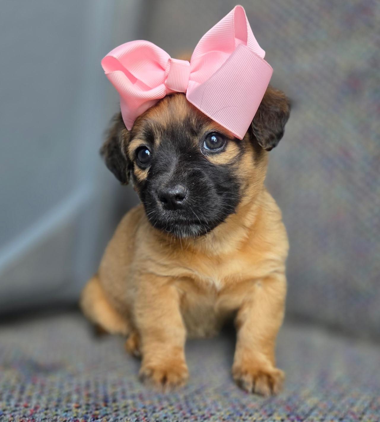 Enlarge Molly, an adopted mixed breed in Gilbert, SC image 2/6