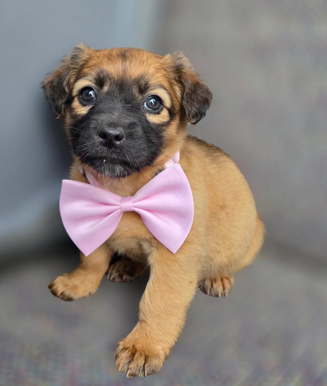 Enlarge Molly, an adopted mixed breed in Gilbert, SC image 4/6