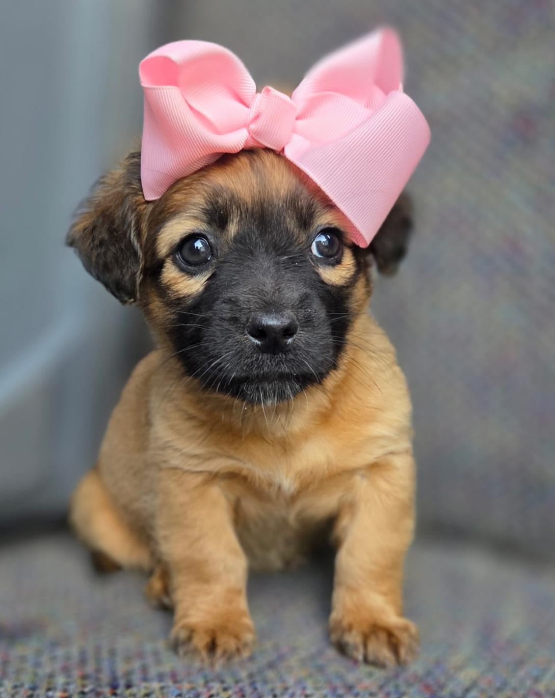 Enlarge Molly, an adopted mixed breed in Gilbert, SC image 5/6