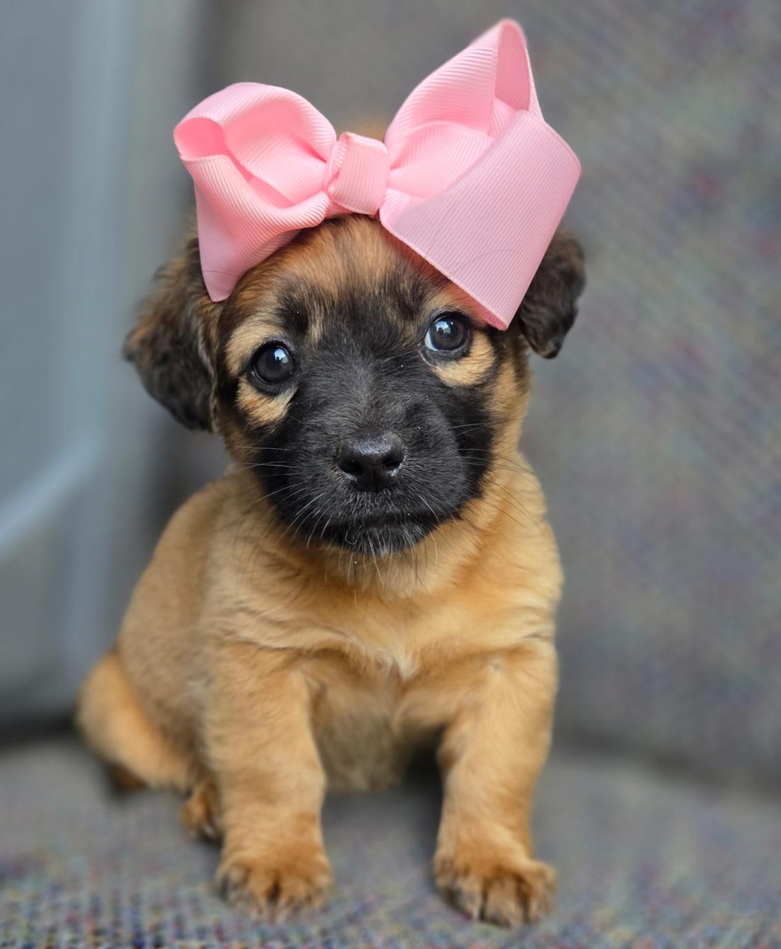 Enlarge Molly, an adopted mixed breed in Gilbert, SC image 6/6