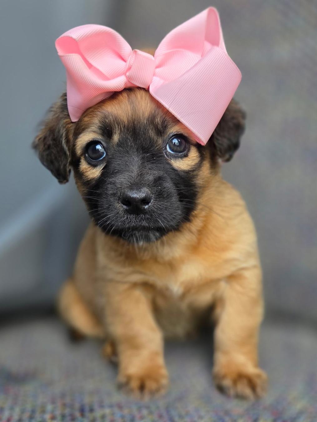 Enlarge Molly, an adopted mixed breed in Gilbert, SC image 1/6