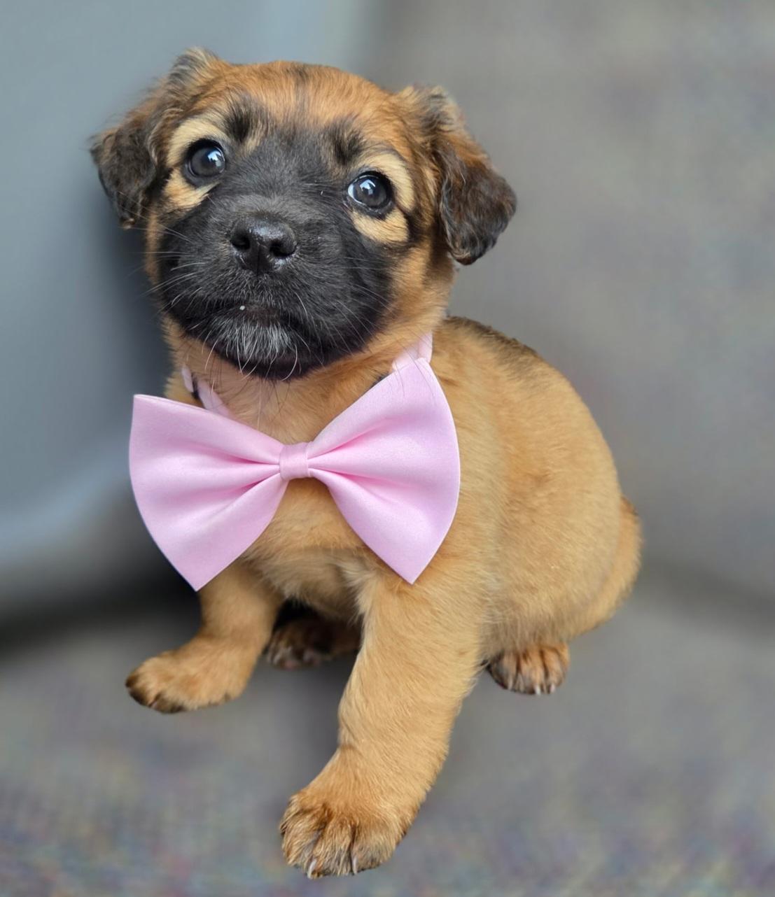 Enlarge Molly, an adopted mixed breed in Gilbert, SC image 3/6