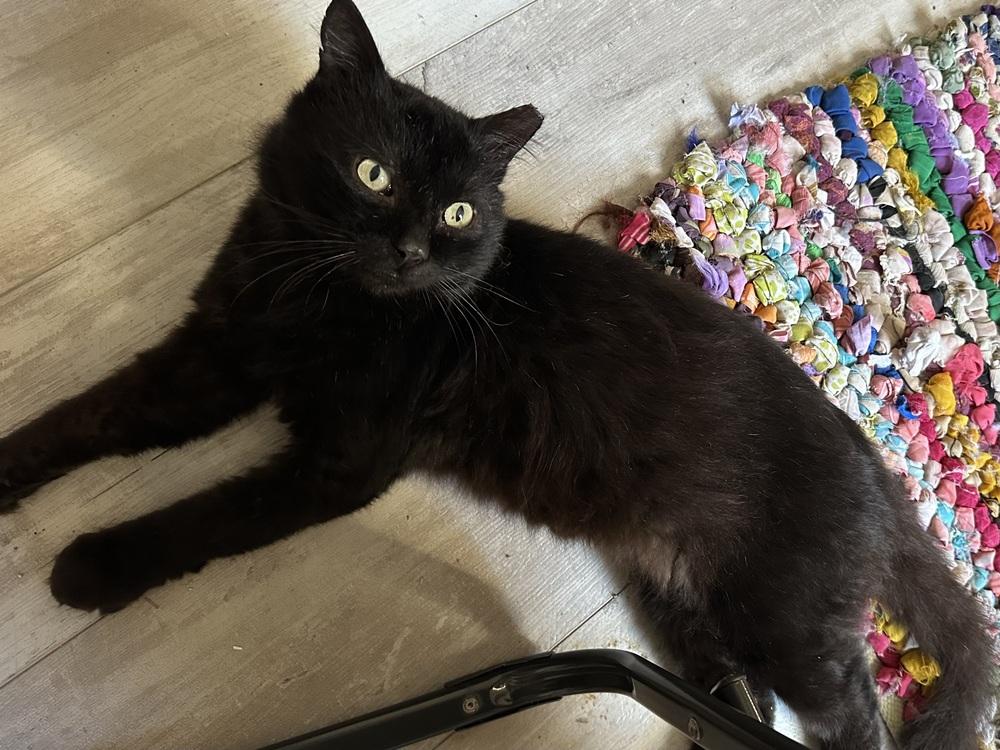 Rambo, Adoptable, Adult Male Domestic Medium Hair.