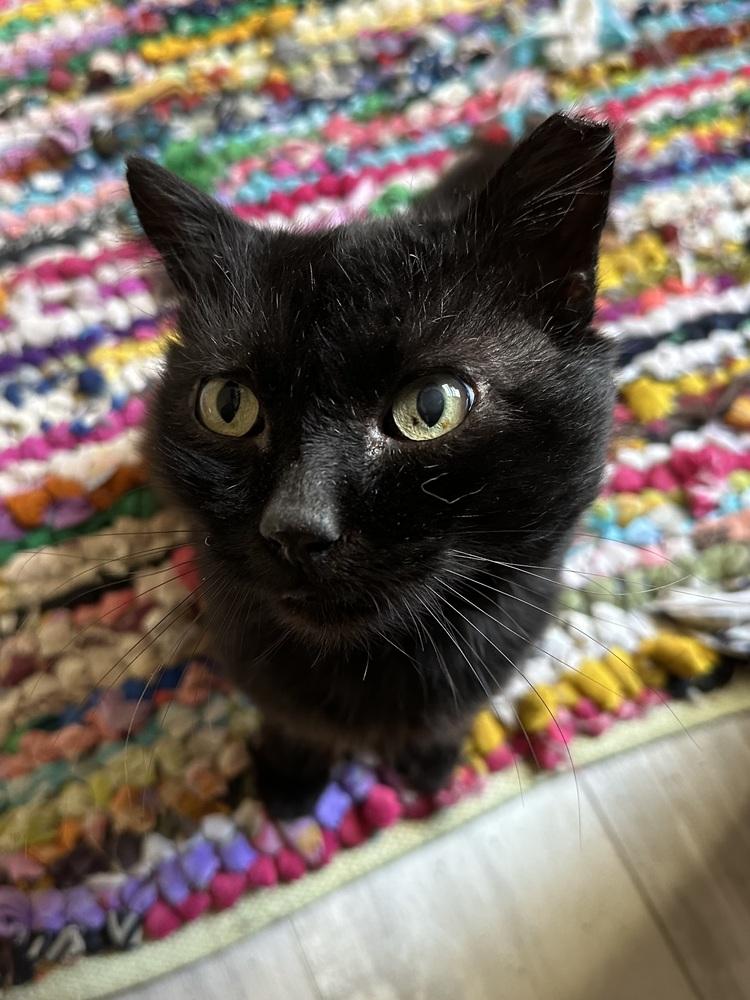 Rambo, a Adoptable Domestic Medium Hair in Panama City Beach, FL image 2/2