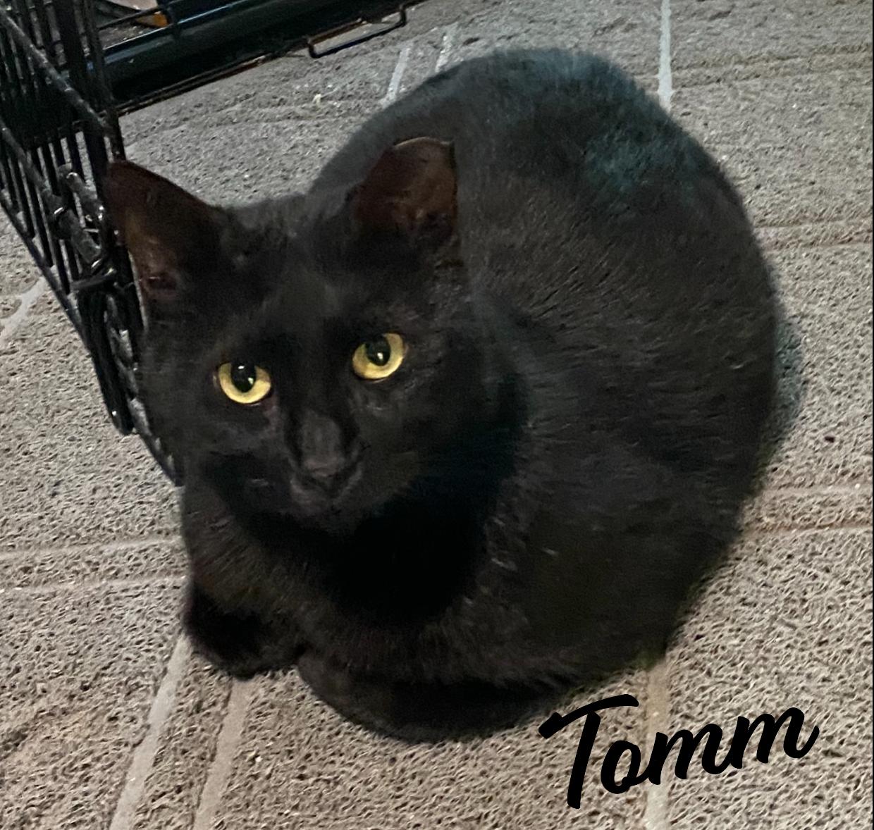Tomm #3-mousketeers, Adoptable, Adult Male Bombay & Domestic Short Hair.