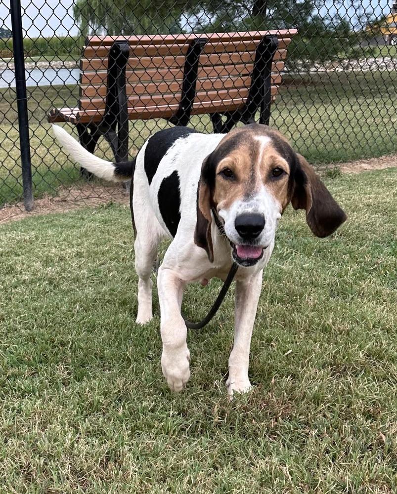 Enlarge Cindy Lou, a Adoptable Coonhound in Evansville, IN image 1/5