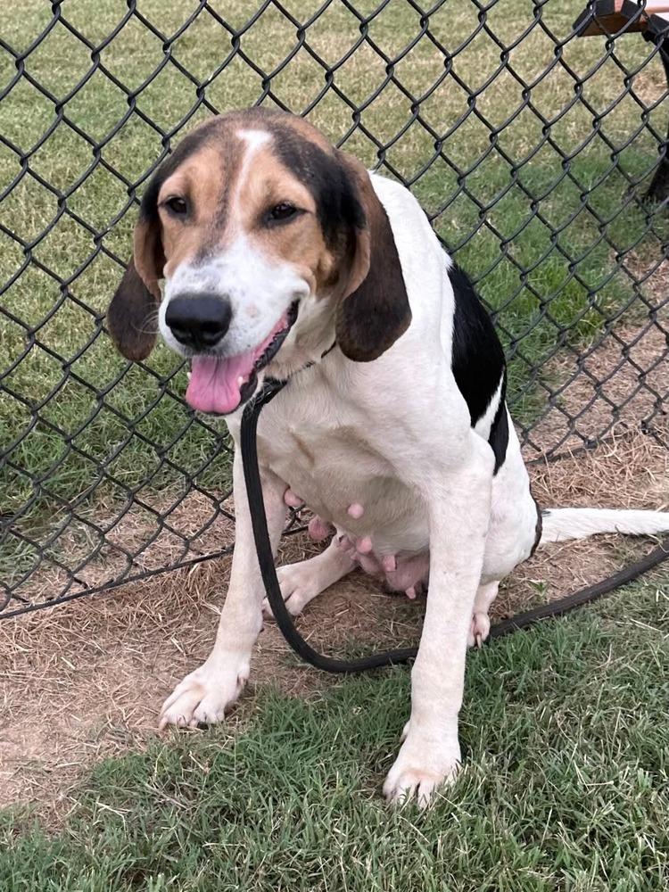 Enlarge Cindy Lou, a Adoptable Coonhound in Evansville, IN image 2/5