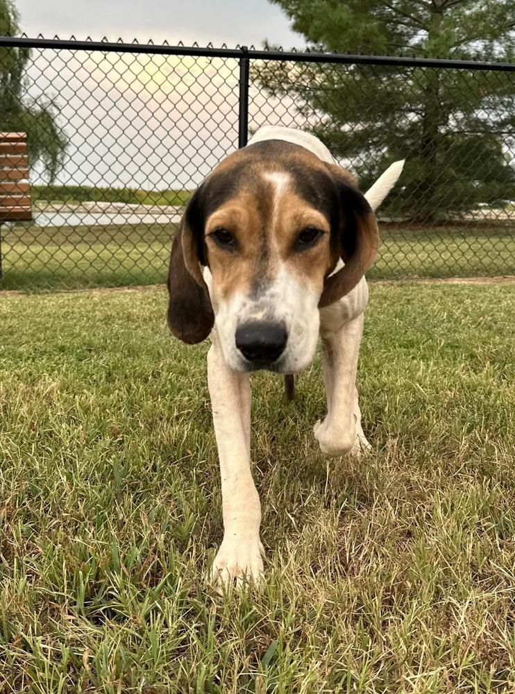 Enlarge Cindy Lou, a Adoptable Coonhound in Evansville, IN image 3/5