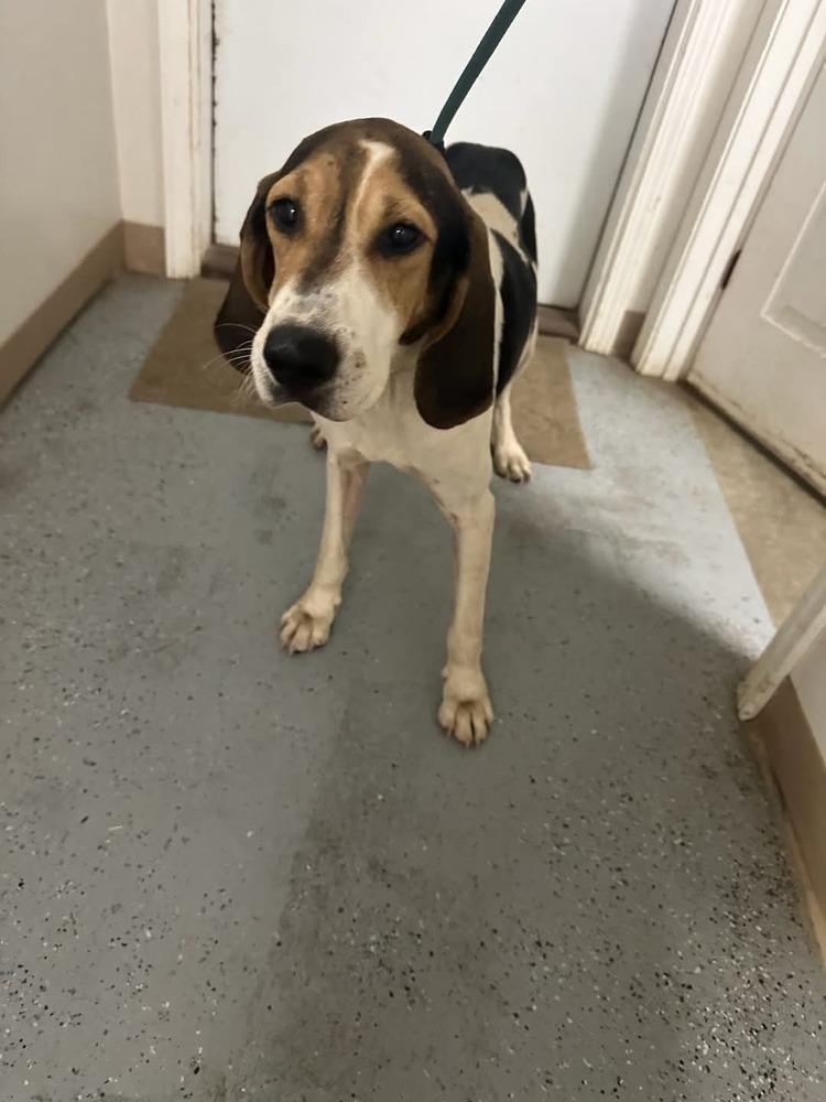 Enlarge Cindy Lou, a Adoptable Coonhound in Evansville, IN image 4/5