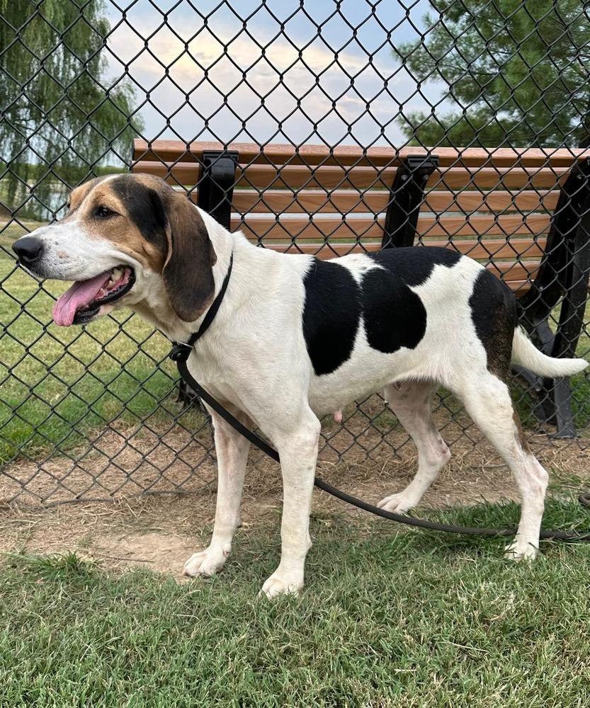 Enlarge Cindy Lou, a Adoptable Coonhound in Evansville, IN image 5/5