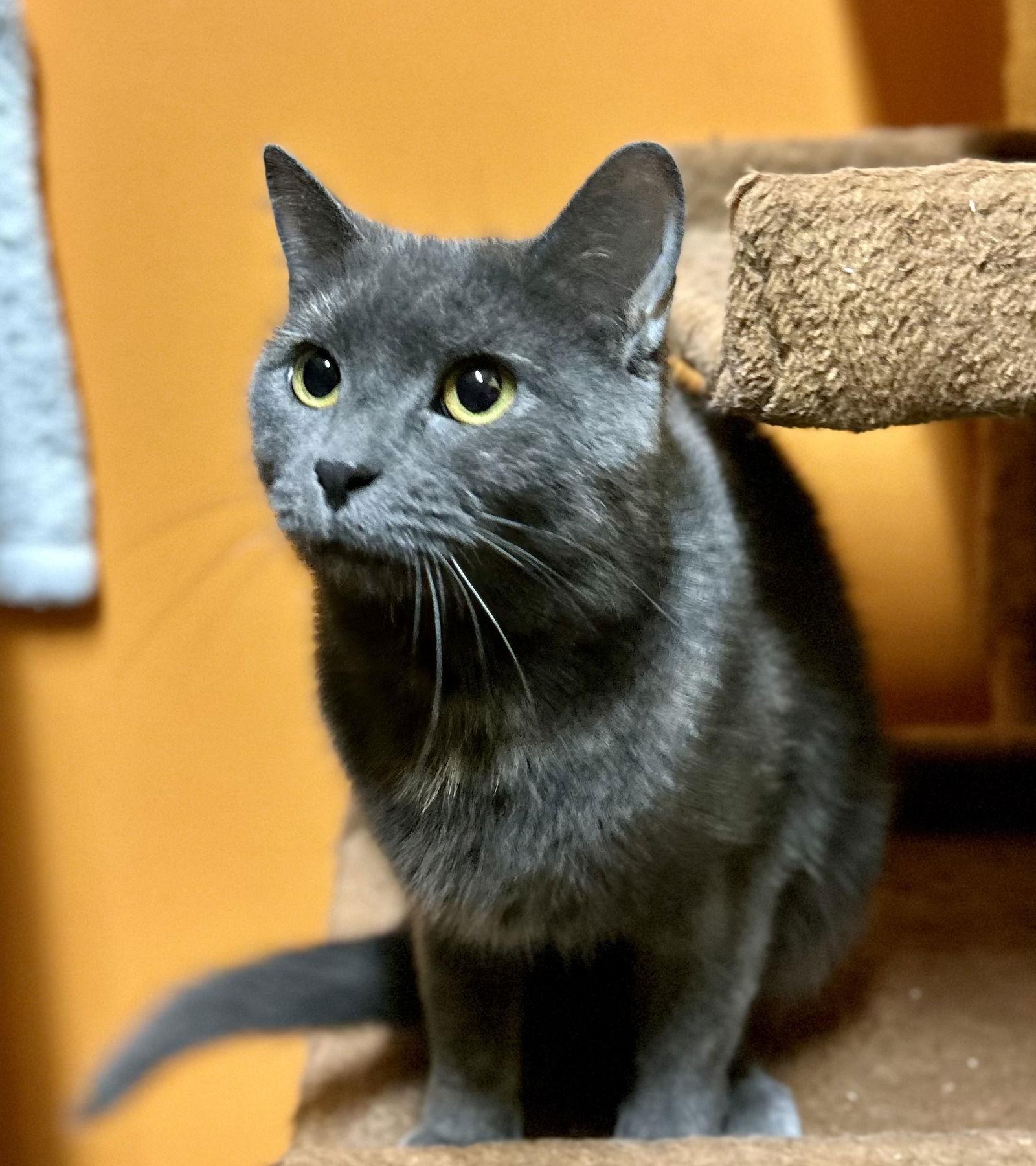 Enlarge Chubbs, a Adoptable Domestic Short Hair in Blasdell, NY image 1/1