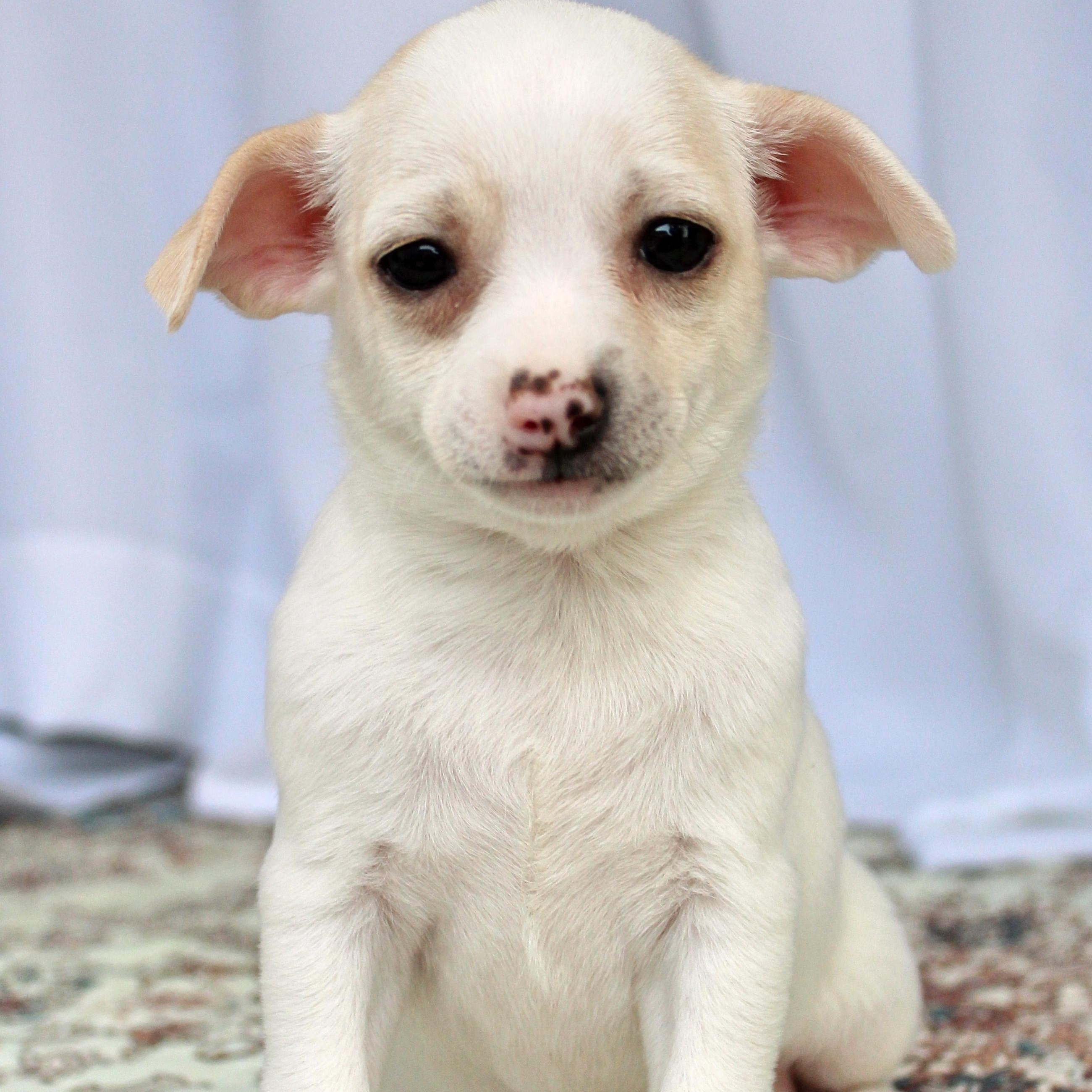 Daisy, ADOPTABLE, Puppy Female Chihuahua.