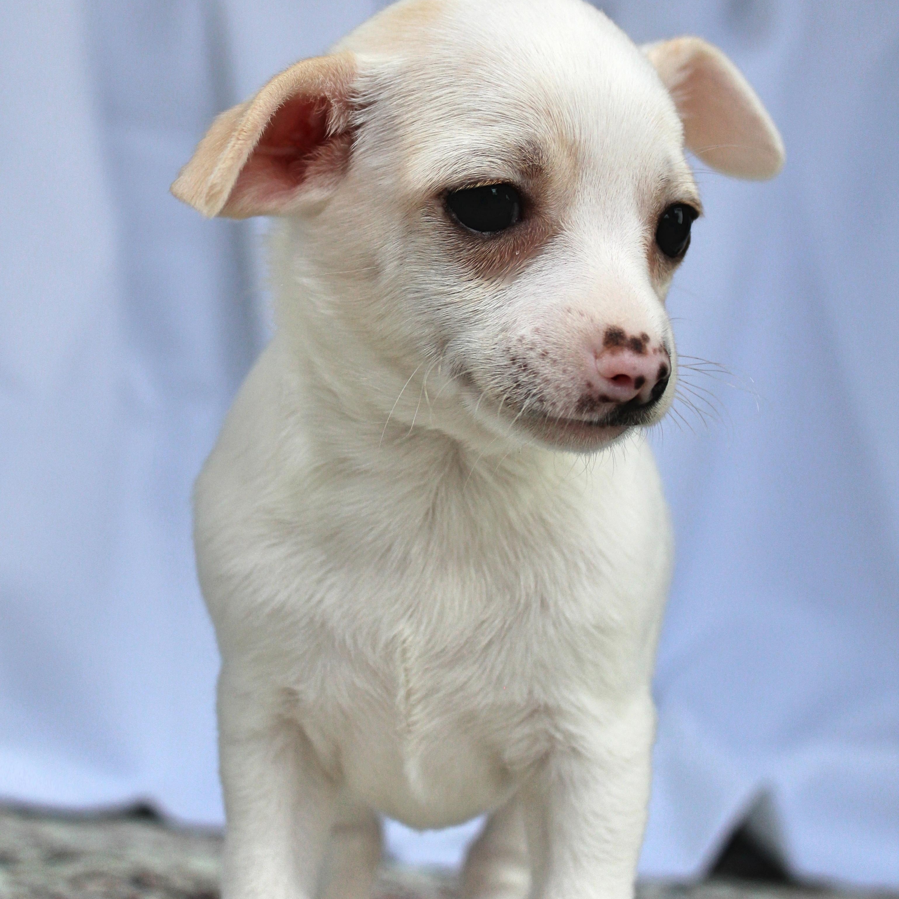 Daisy, a ADOPTABLE mixed breed in Springfield, OH image 3/3
