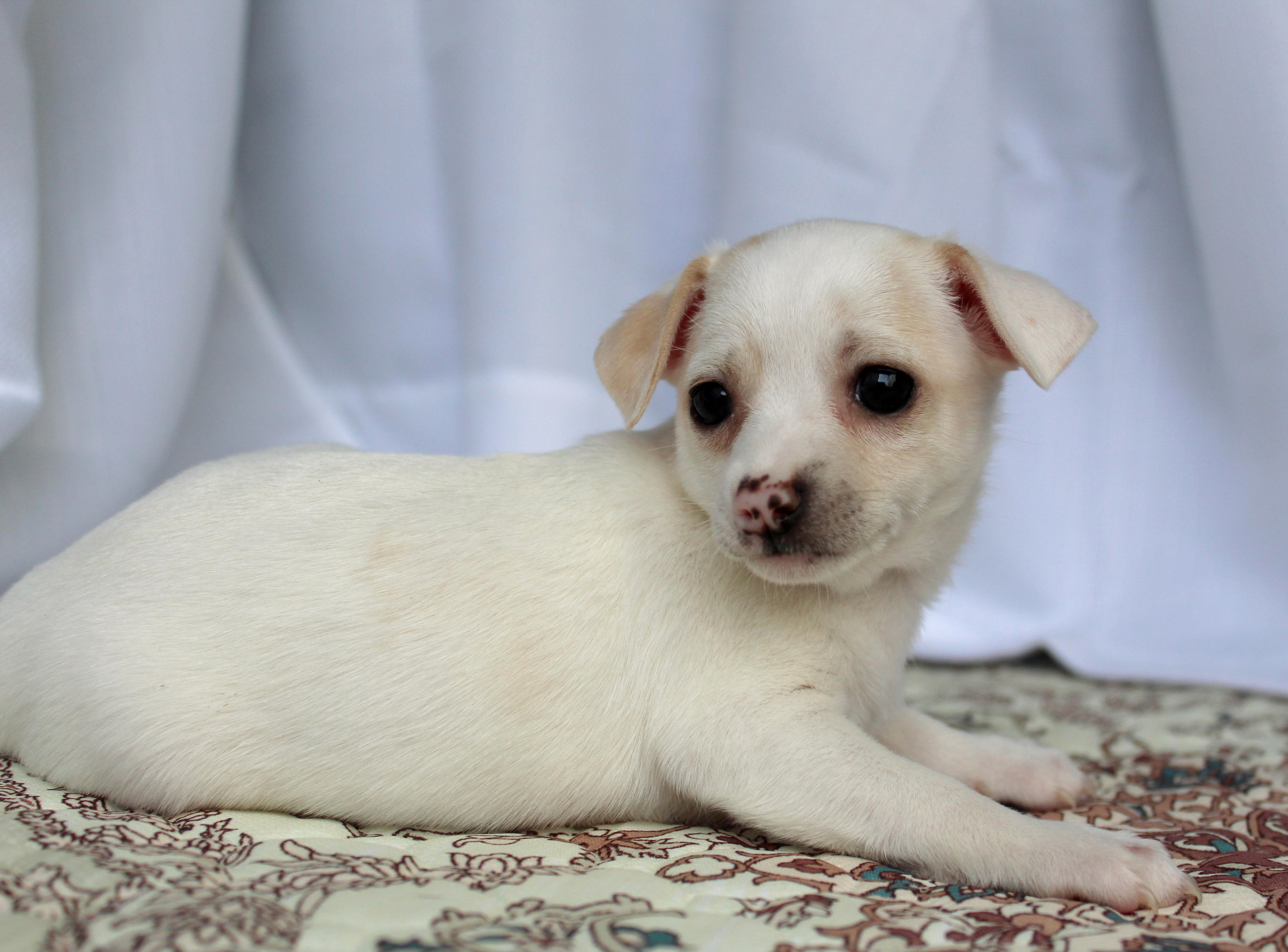 Daisy, a ADOPTABLE mixed breed in Springfield, OH image 2/3