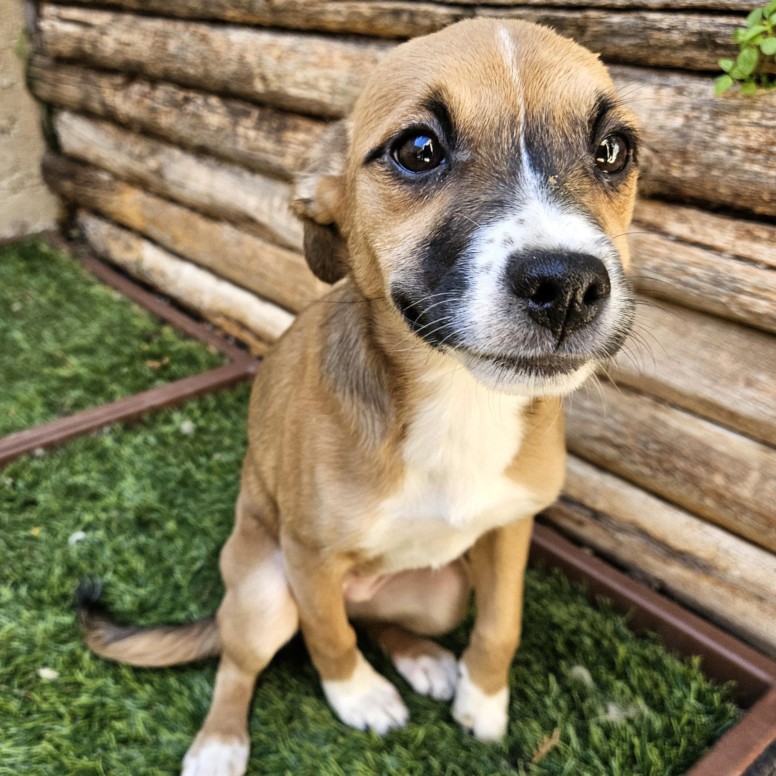 Kiwi, a ADOPTABLE mixed breed in Chicago, IL image 4/6