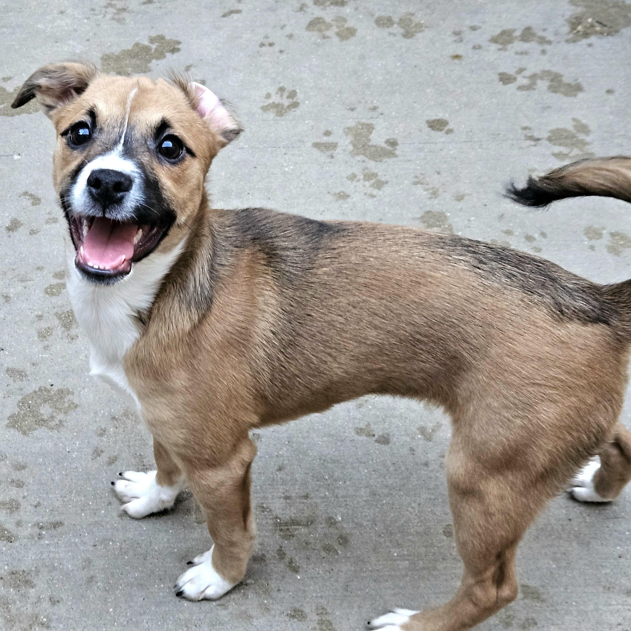 Kiwi, a ADOPTABLE mixed breed in Chicago, IL image 5/6