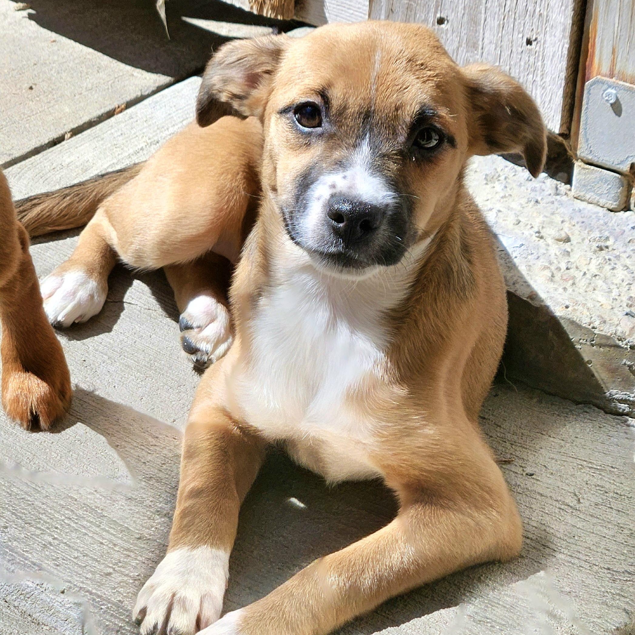 Kiwi, a ADOPTABLE mixed breed in Chicago, IL image 3/6