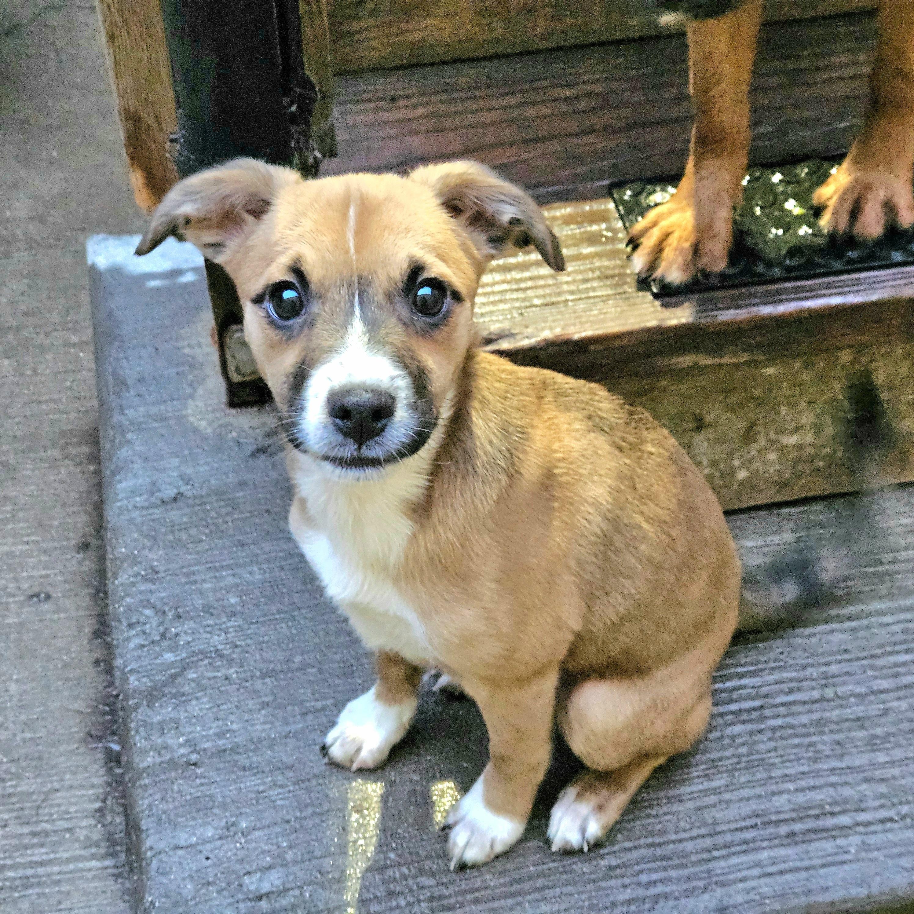 Kiwi, a ADOPTABLE mixed breed in Chicago, IL image 2/6
