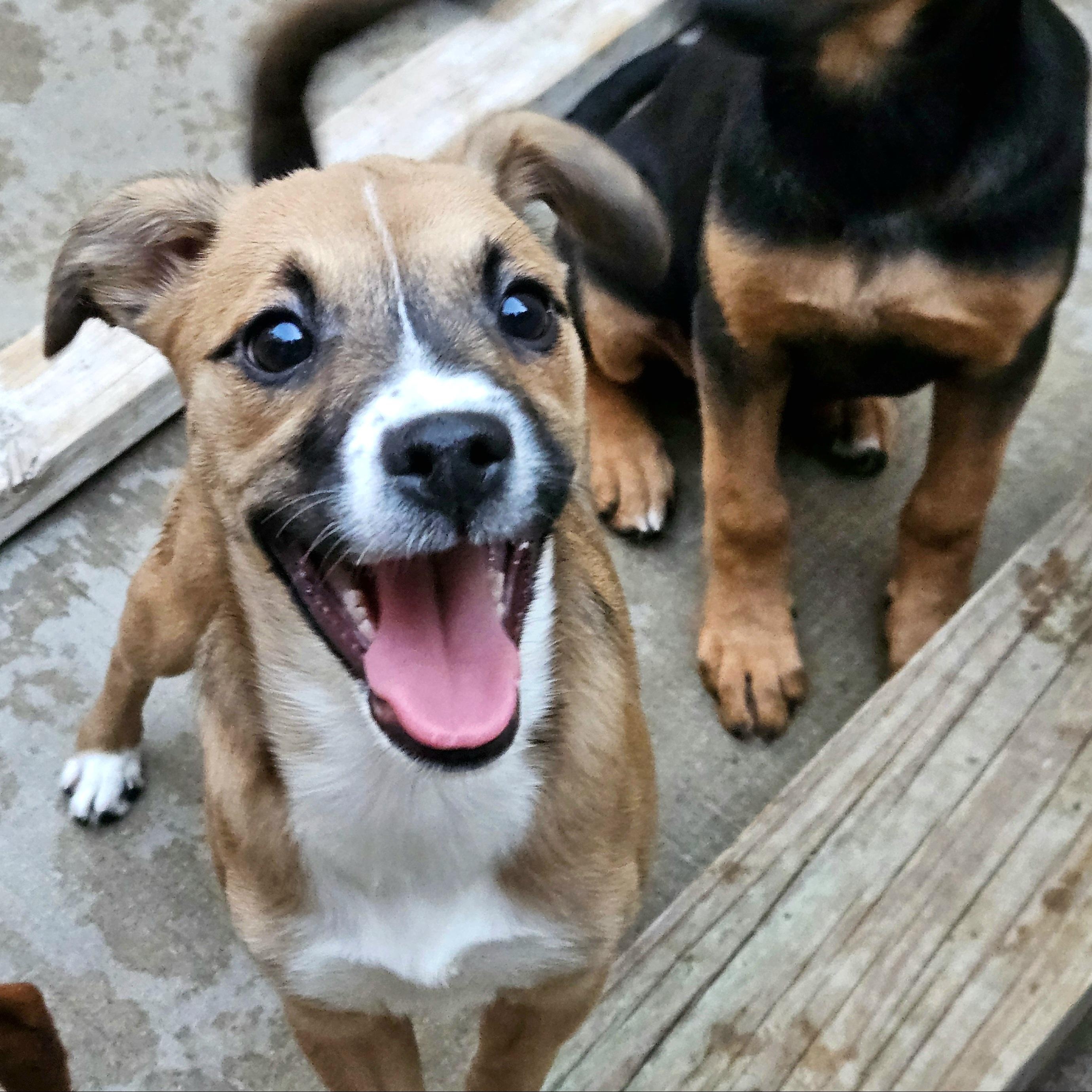 Kiwi, ADOPTABLE, Puppy Female Chihuahua & Jack Russell Terrier.