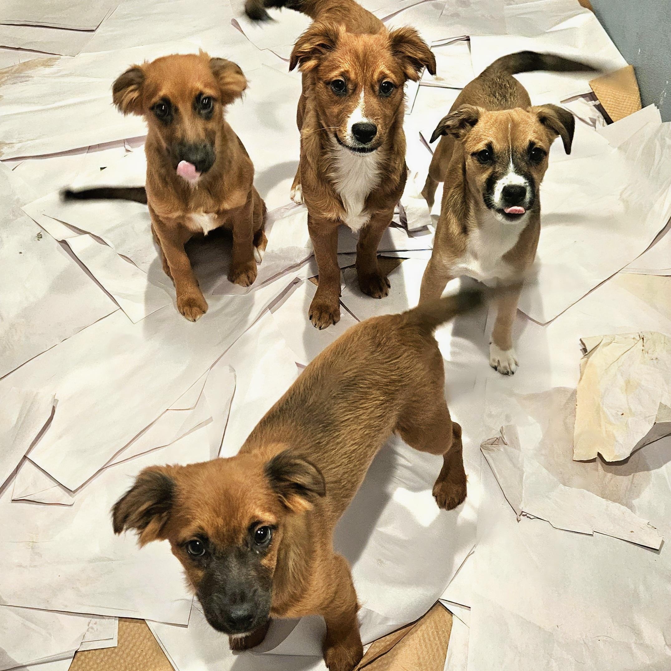 Kiwi, a ADOPTABLE mixed breed in Chicago, IL image 6/6