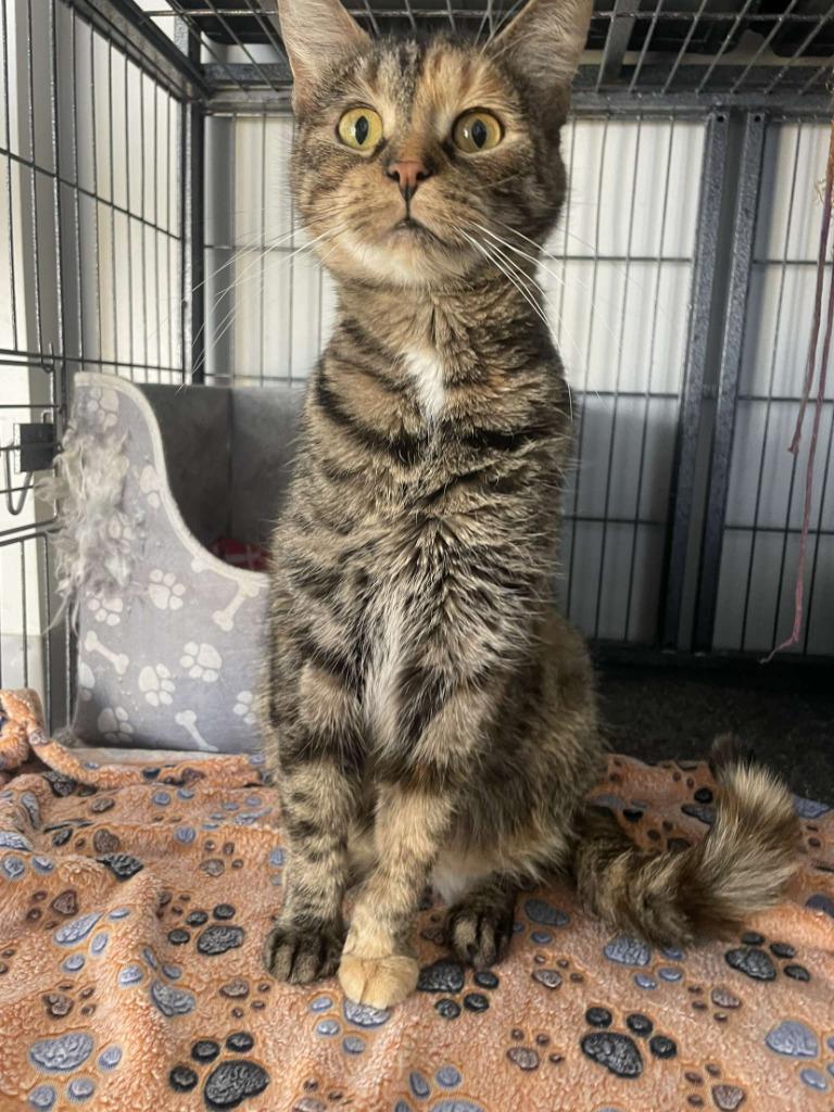 Poppie, Adoptable, Adult Female Domestic Short Hair.