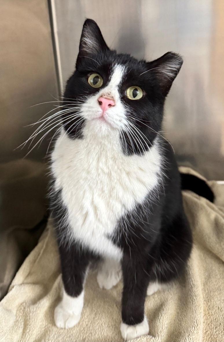 Sake (Medical Hold), Adoptable, Young Female Domestic Short Hair.