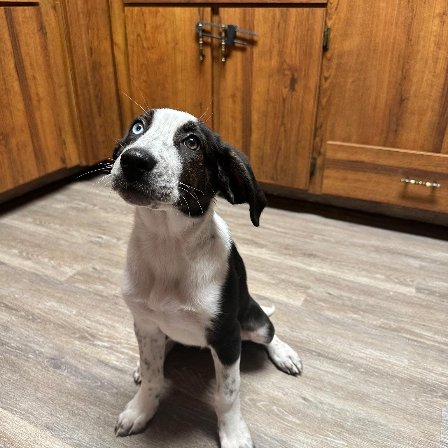 Enlarge Ricky, an adopted mixed breed in Stuart, VA image 1/1