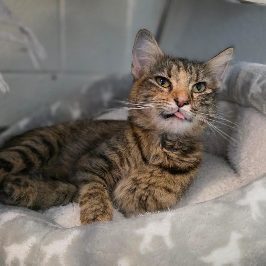 Glamour, Adoptable, Adult Female Domestic Medium Hair.