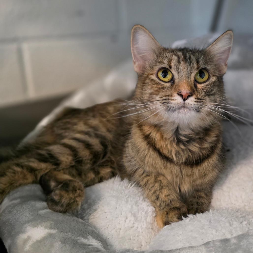 Glamour, a Adoptable Domestic Medium Hair in Phoenix, AZ image 2/3