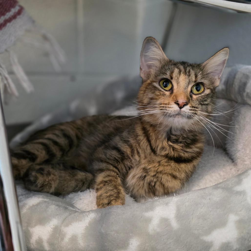 Glamour, a Adoptable Domestic Medium Hair in Phoenix, AZ image 3/3