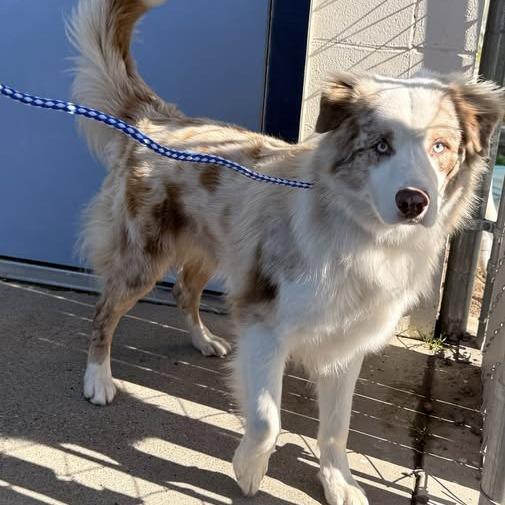 26-209, Adoptable, Young Male Australian Shepherd.