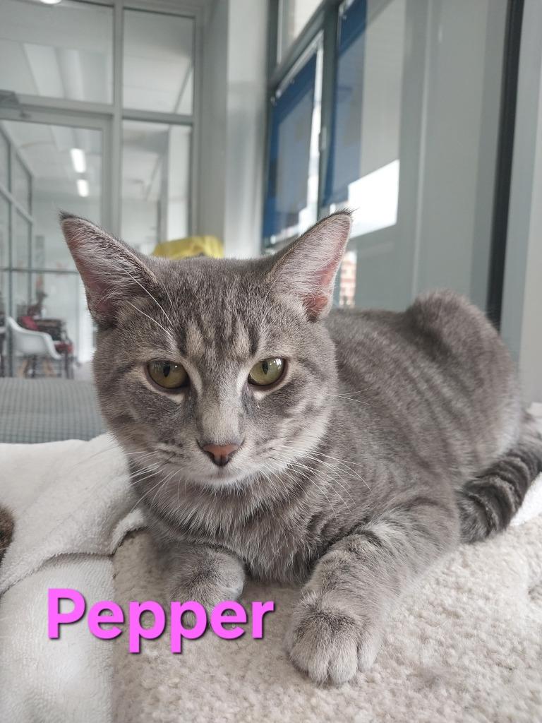 Pepper, Adoptable, Kitten Male Domestic Short Hair.