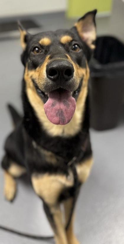 Keanu - 3, Adoptable, Young Male Mixed Breed & Mixed Breed.