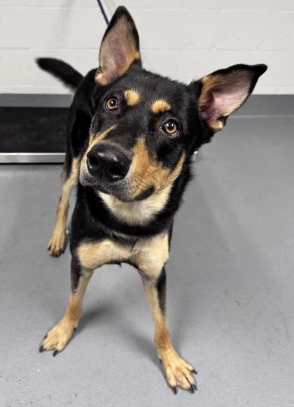 Enlarge Keanu - 3, a Adoptable mixed breed in Daytona Beach, FL image 2/2