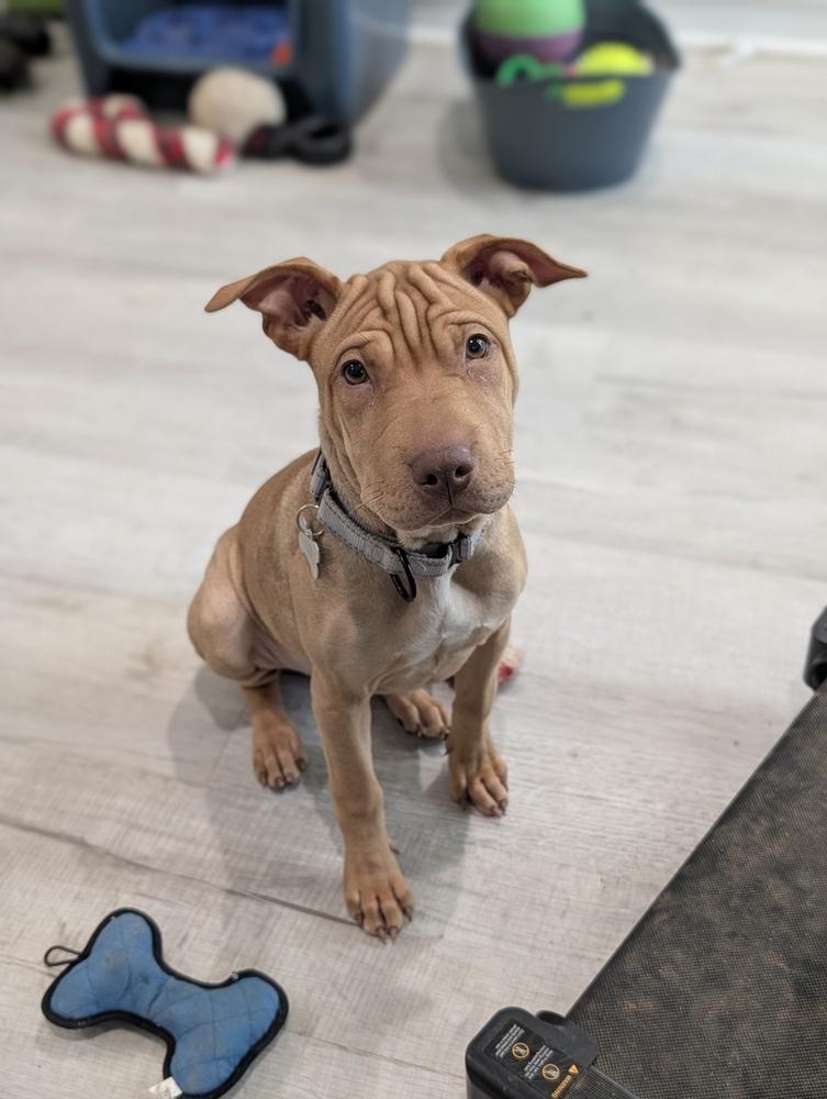 Enlarge Pudge Rolls, a Adoptable mixed breed in Boston, MA image 1/6