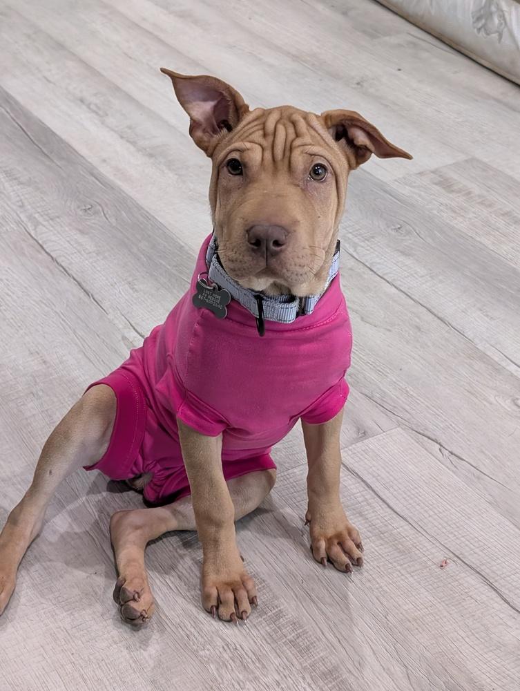 Enlarge Pudge Rolls, a Adoptable mixed breed in Boston, MA image 2/6
