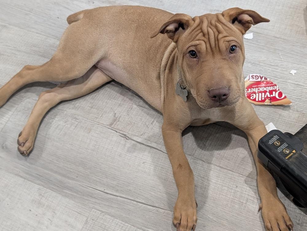 Enlarge Pudge Rolls, a Adoptable mixed breed in Boston, MA image 3/6