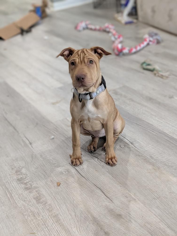 Enlarge Pudge Rolls, a Adoptable mixed breed in Boston, MA image 5/6