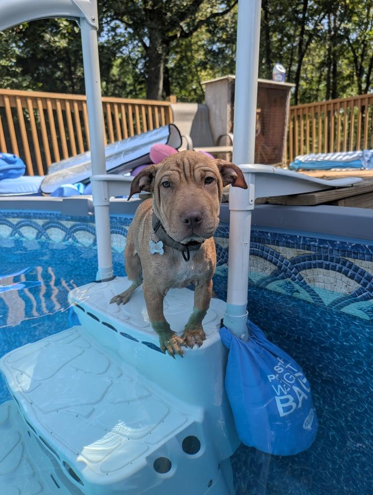 Enlarge Pudge Rolls, a Adoptable mixed breed in Boston, MA image 6/6