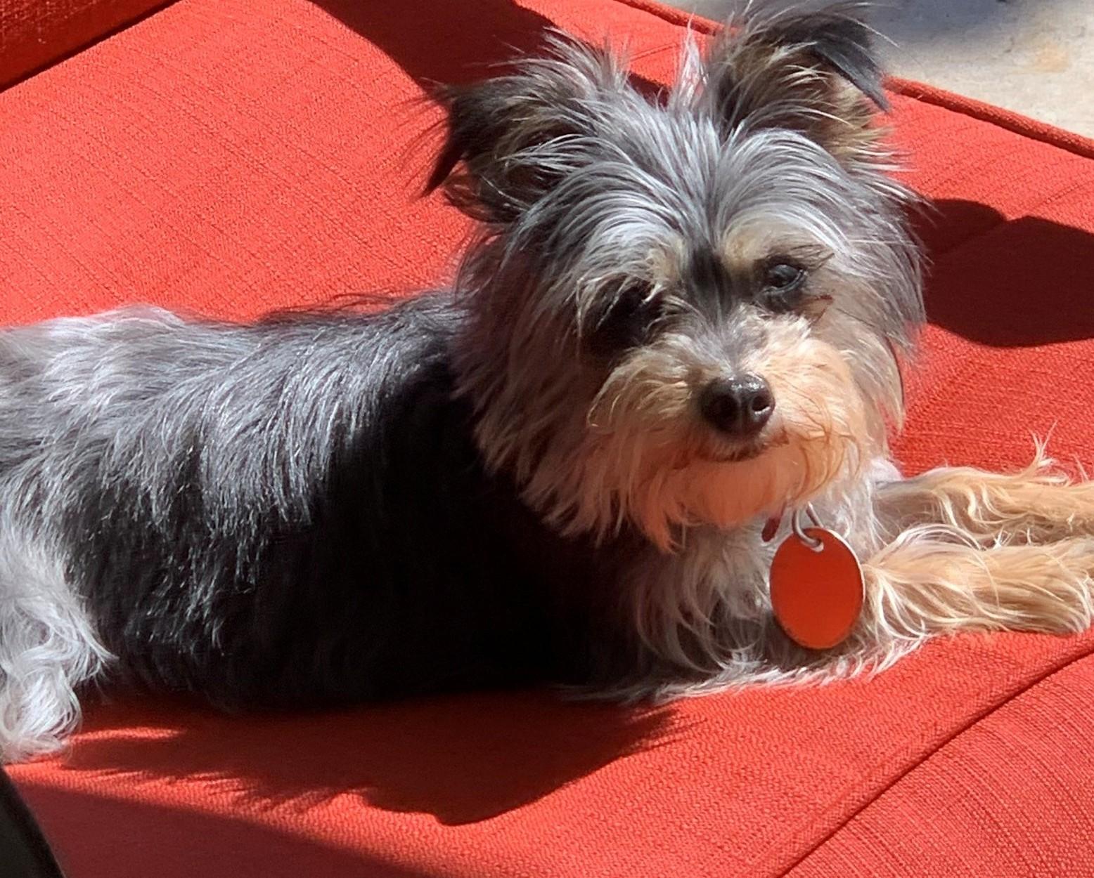 Sadie, adopted, Adult Female Yorkshire Terrier.